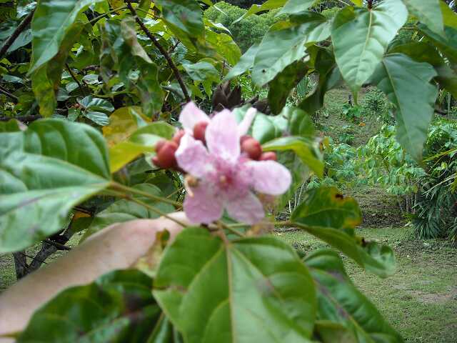 ci000035.jpg