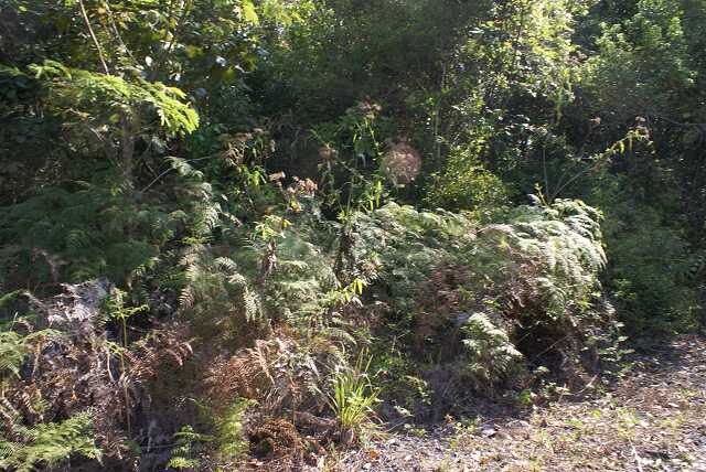 fh01922.jpg