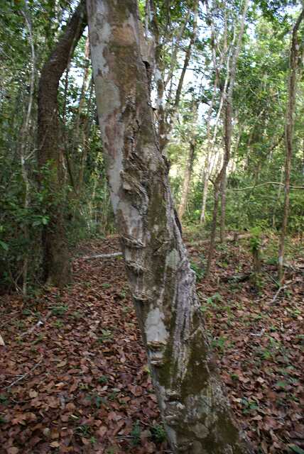 fh02001r.jpg