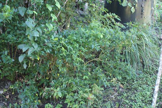 fi002343.jpg
