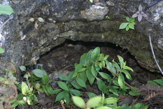 fi002376.jpg
