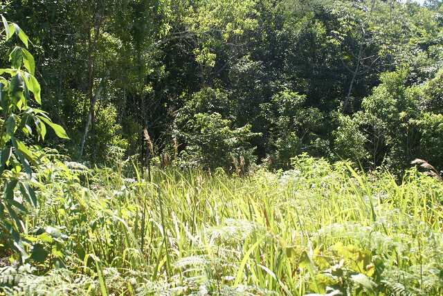 fi002383.jpg