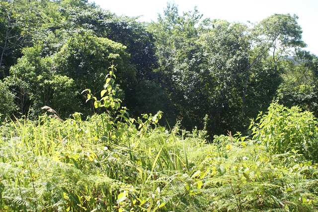 fi002384.jpg