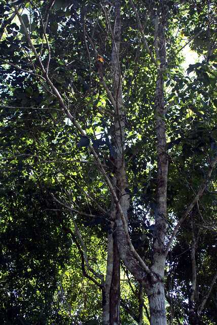 fi002388r.jpg