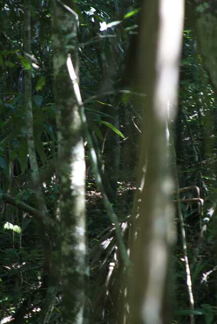 fi002413a.jpg