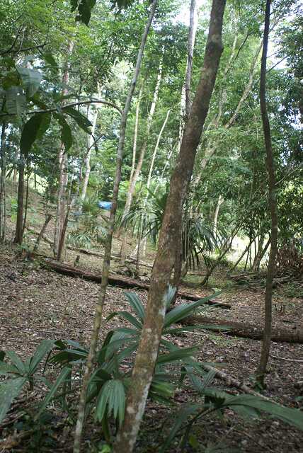 fi002422r.jpg