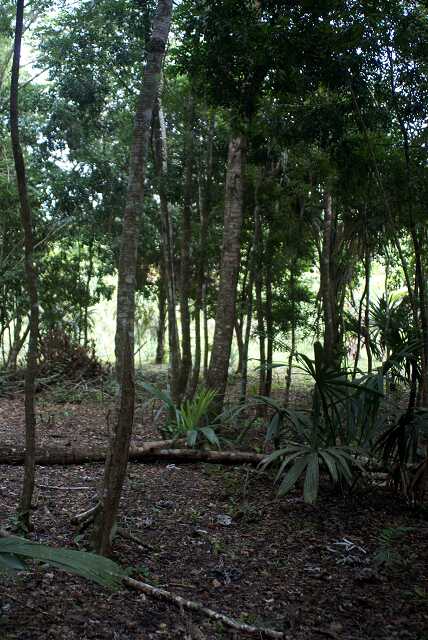 fi002423r.jpg