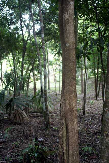 fi002424r.jpg