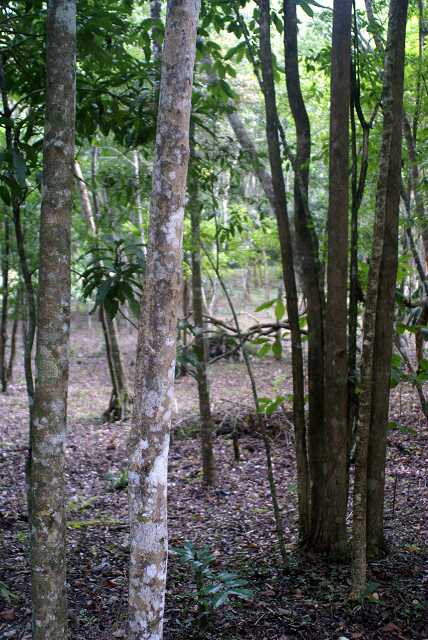 fi002425r.jpg
