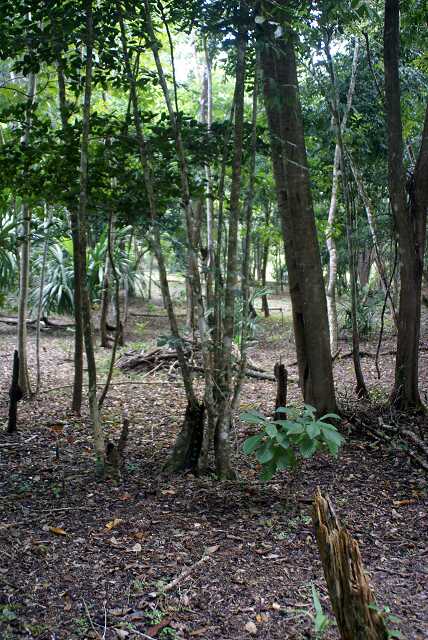 fi002427r.jpg