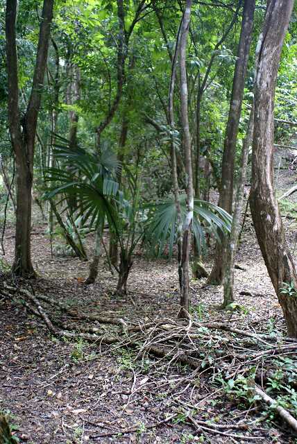 fi002428r.jpg
