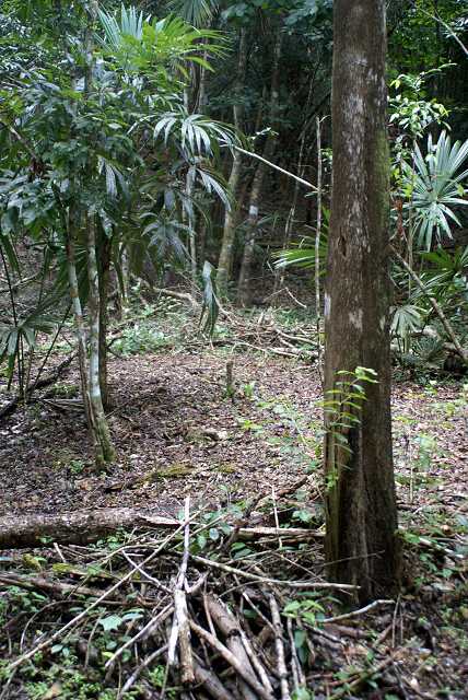 fi002430r.jpg