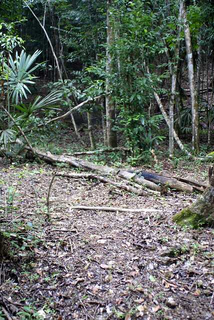 fi002431r.jpg