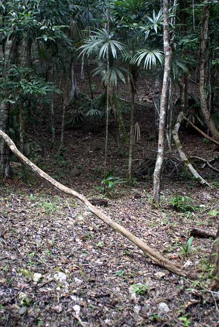 fi002433r.jpg