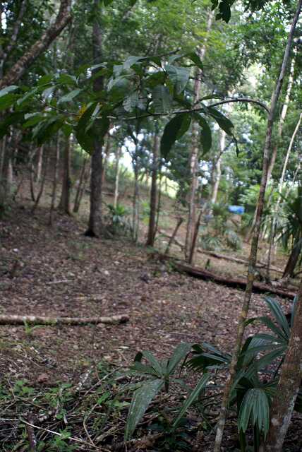 fi002435r.jpg