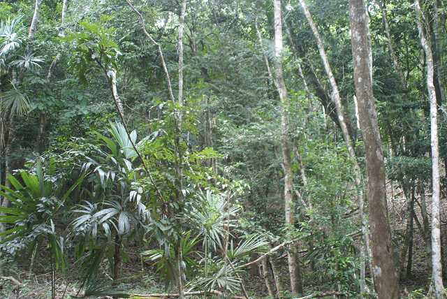 fi002440.jpg