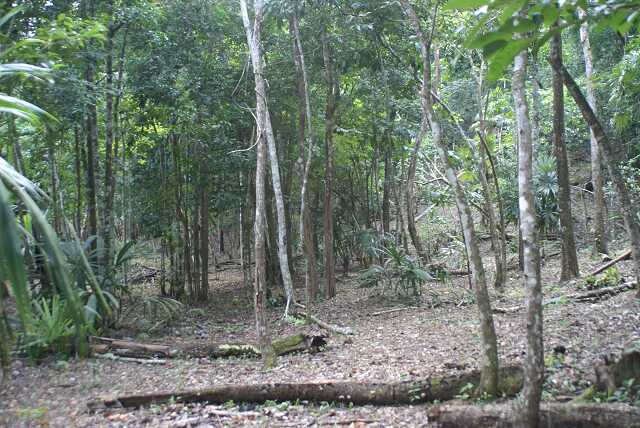 fi002444.jpg