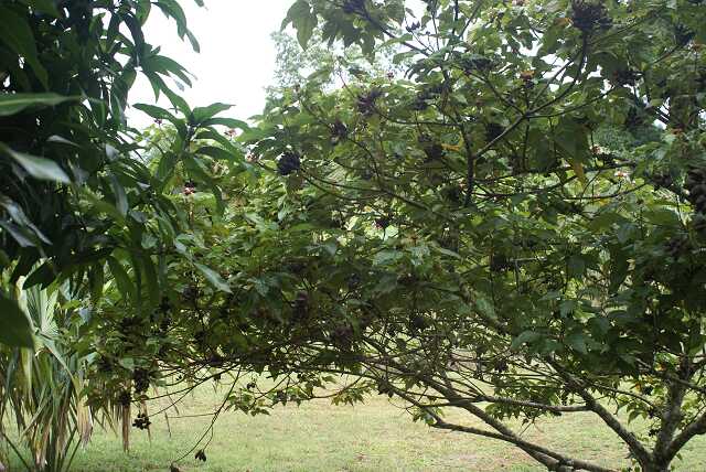 fi002446.jpg