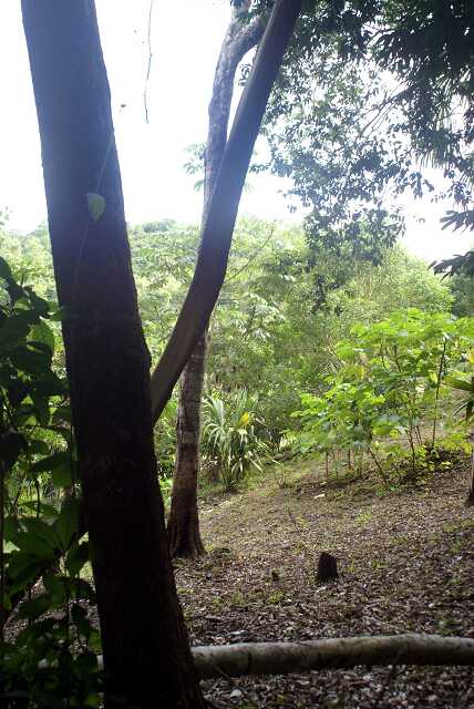 fi002452r.jpg