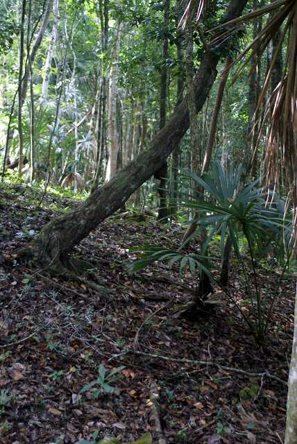 fi002472r.jpg