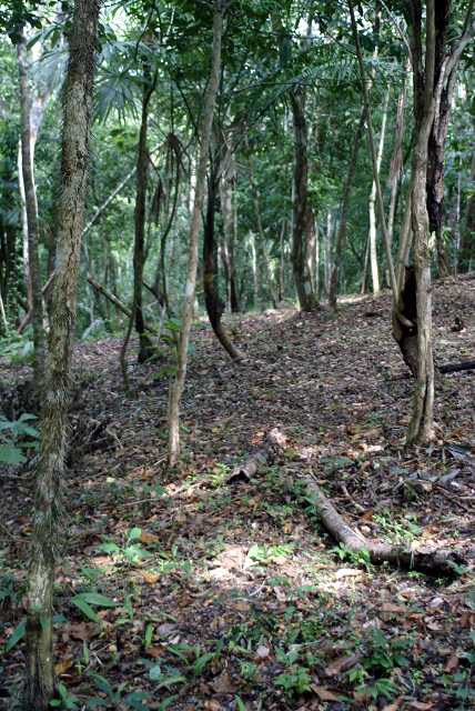 fi002482r.jpg