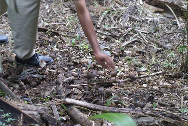 fi002511.jpg