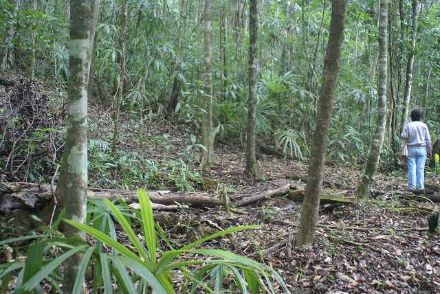 fi002518.jpg