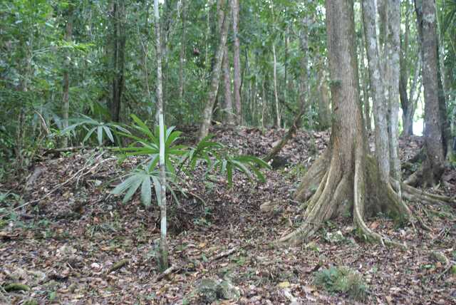fi002553.jpg