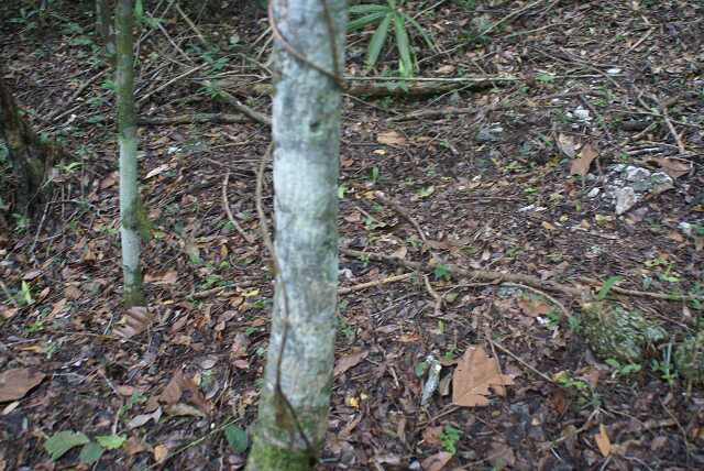 fi002567.jpg