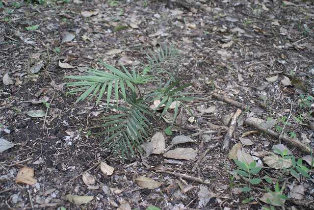 fi002573.jpg