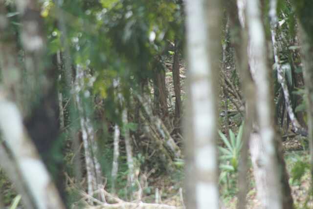 fi002575.jpg