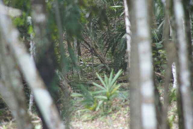fi002576.jpg