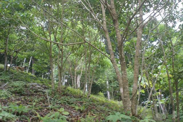 fi002622.jpg