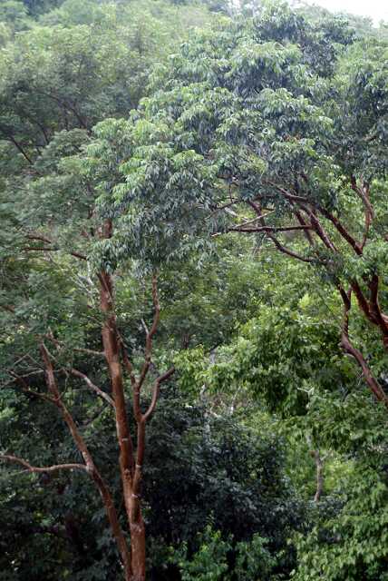 fi002641r.jpg