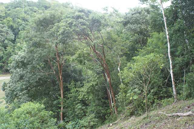 fi002646.jpg