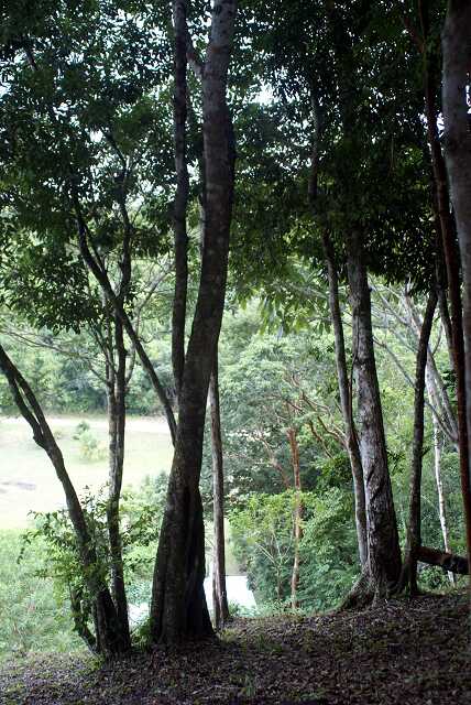 fi002650r.jpg