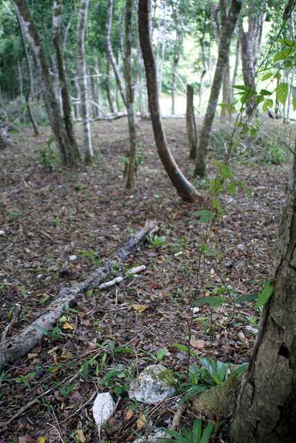 fi002669r.jpg