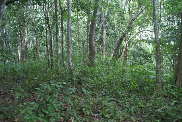 fi002698.jpg