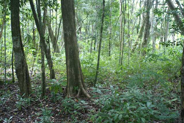 fi002703.jpg