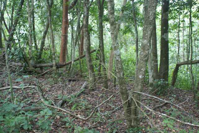 fi002707.jpg