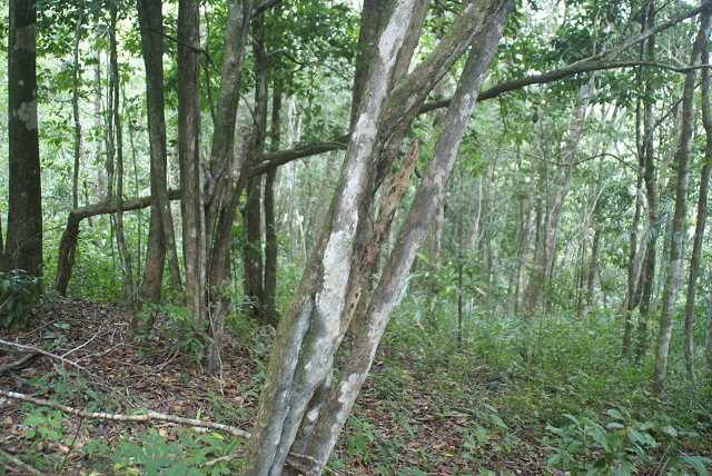 fi002708.jpg