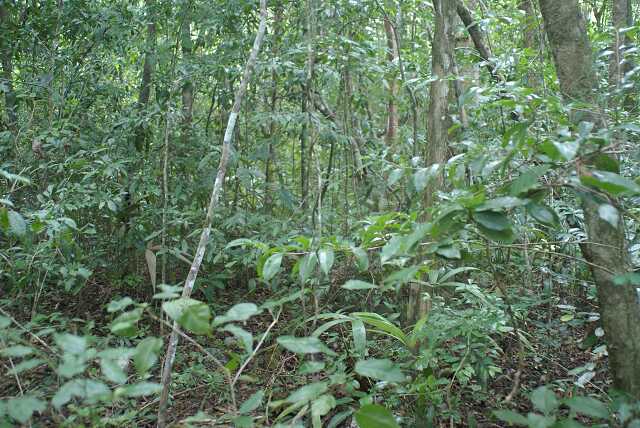 fi002717.jpg
