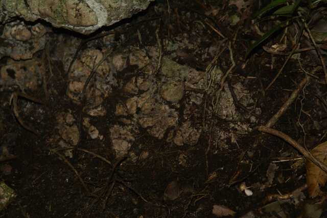 fi002728.jpg