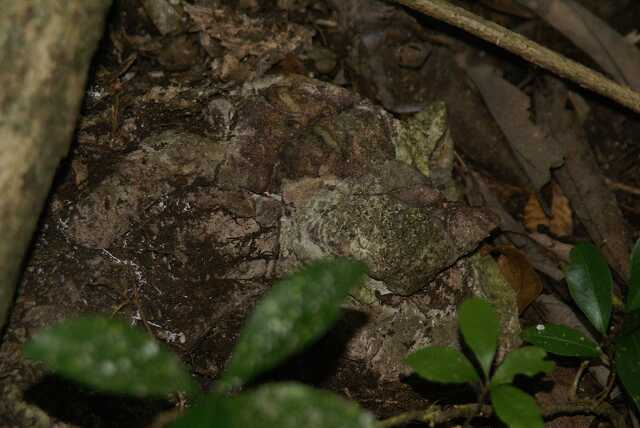 fi002729.jpg