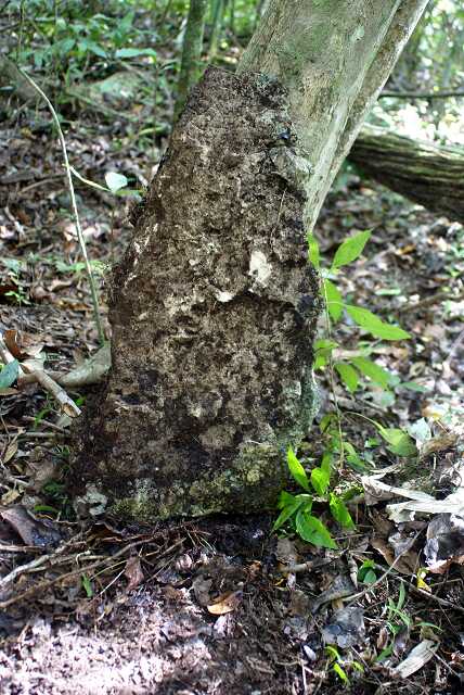 fi002732r.jpg