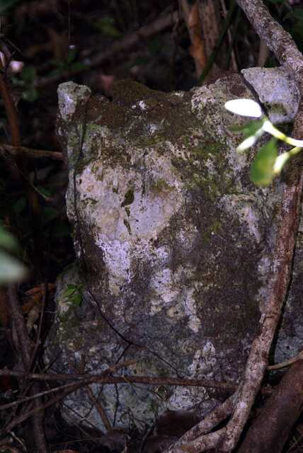 fi002734r.jpg