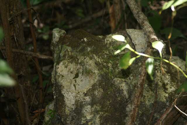 fi002735.jpg
