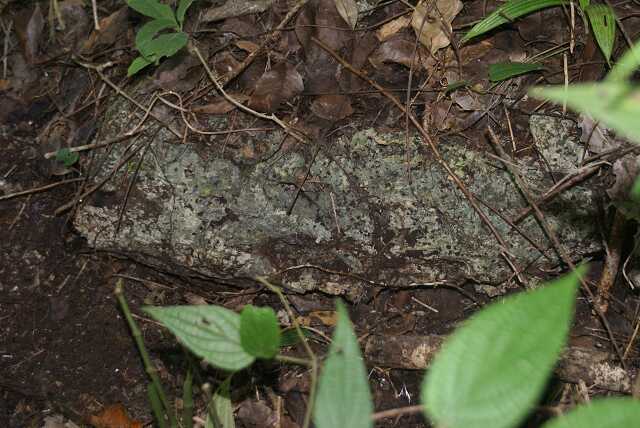 fi002737.jpg