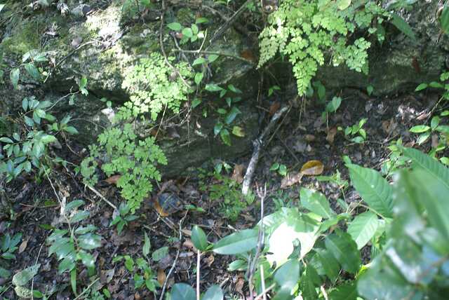 fi002743.jpg