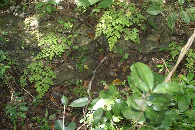 fi002744.jpg